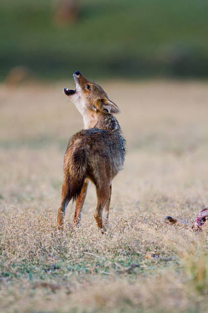 Golden Jackal Stock Photo - Download Image Now - Golden Jackal, Animal Call, Animals Hunting - iStock Golden Jackal Stock Photo - Download Image Now - Golden Jackal, Animal Call, Animals Hunting - iStock