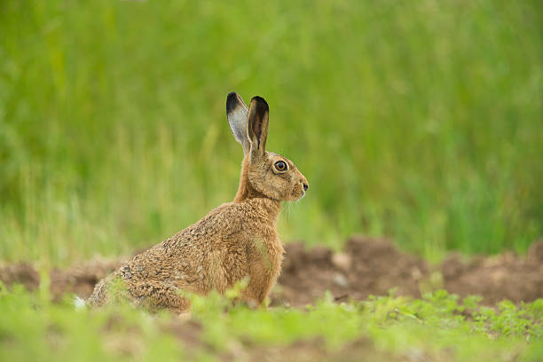 istock Lepus europaeus - European brown hare 471997556