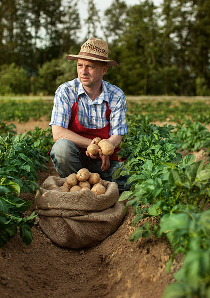 istock farmer looking his potato harvest at field row 471998739
