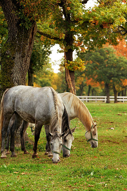 istock white lipizzaners horses herding 472000167