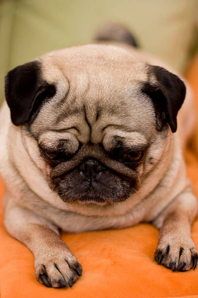 istock Pug dog puppy. Close-up shot 472000732