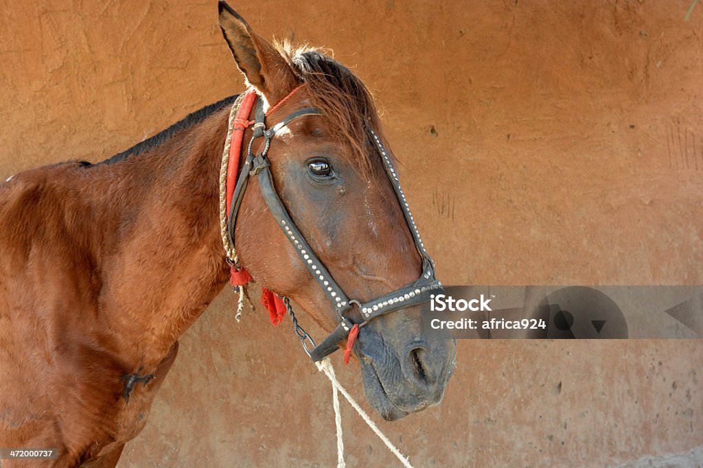 hourse - Lizenzfrei Agrarbetrieb Stock-Foto