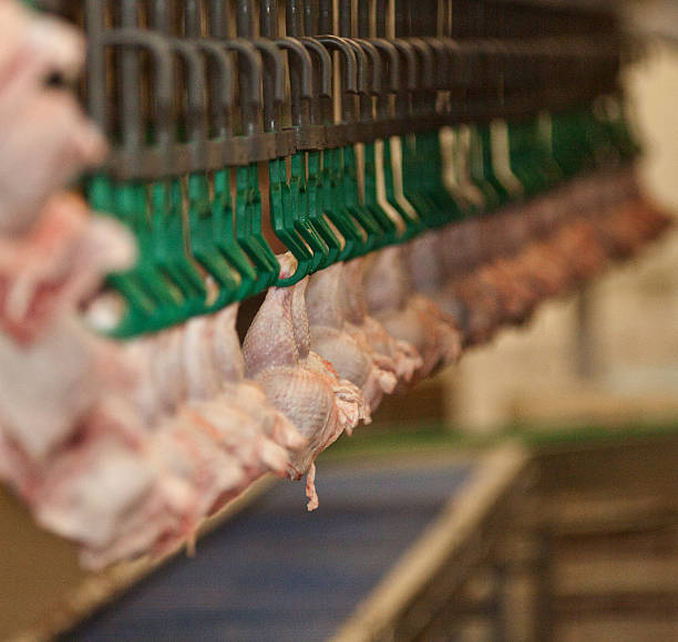 White meat production belt stock photo