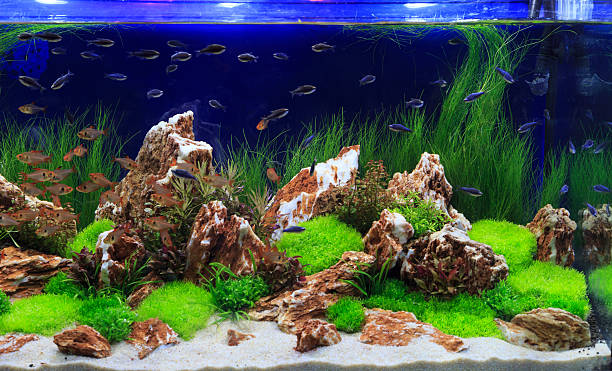 Planted aquarium Planted aquarium with fishes amano aquarium stock pictures, royalty-free photos & images