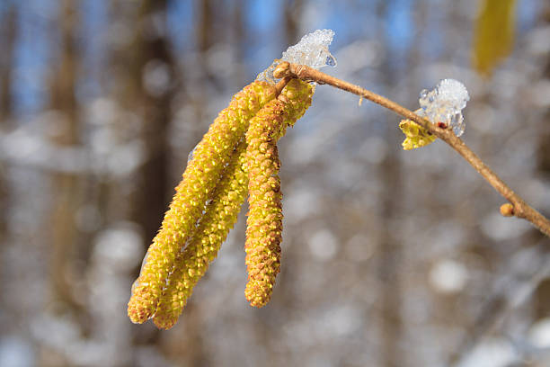 birch catkins sob a neve - forest flower aments blossom - fotografias e filmes do acervo