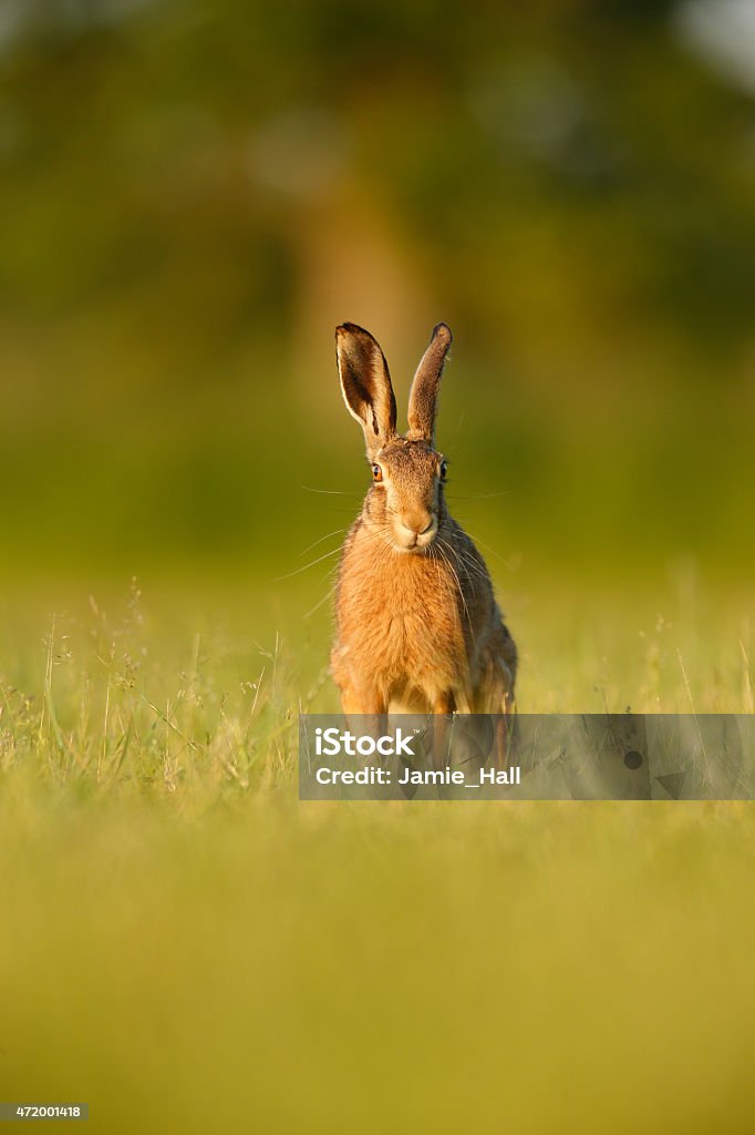 Lepus europaeus - European brown hare Lepus europaeus - European brown hare in crop field Hare Stock Photo