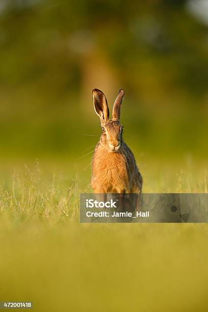 Lepus Europaeus European Brown Hare Stock Photo - Download Image Now - Hare, 2015, Animal Wildlife