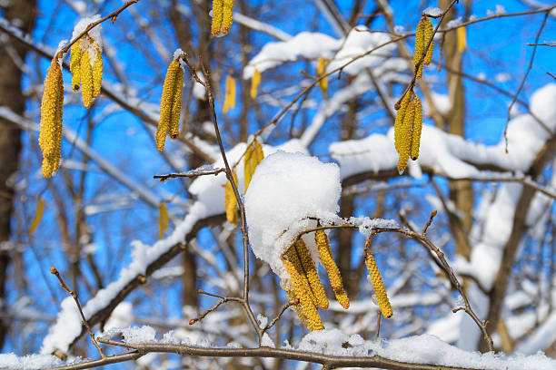 galhos de bétula com catkins - forest flower aments blossom - fotografias e filmes do acervo