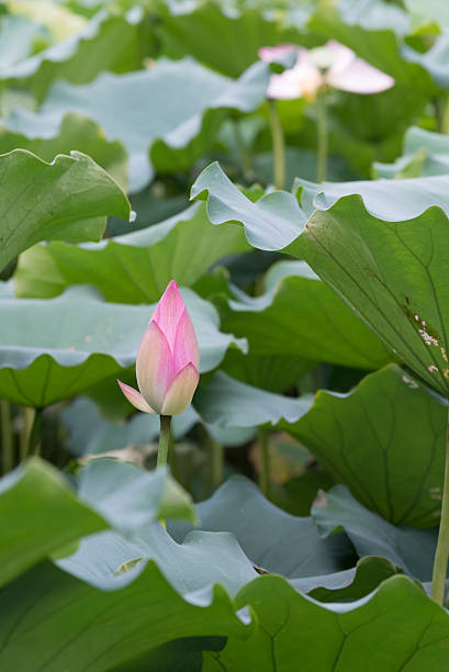 istock Lotus in the pond 472001479