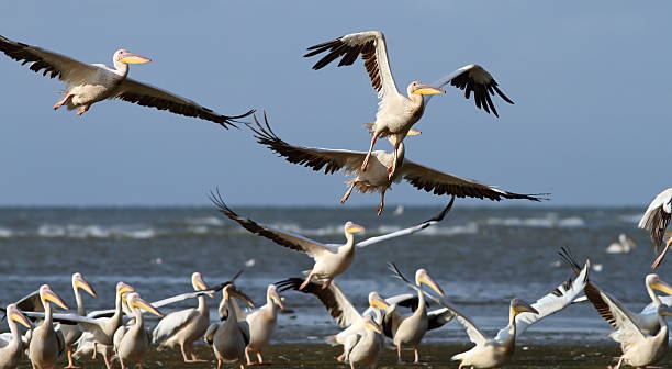 istock flock of pelicans taking flight at Sahalin 472004883