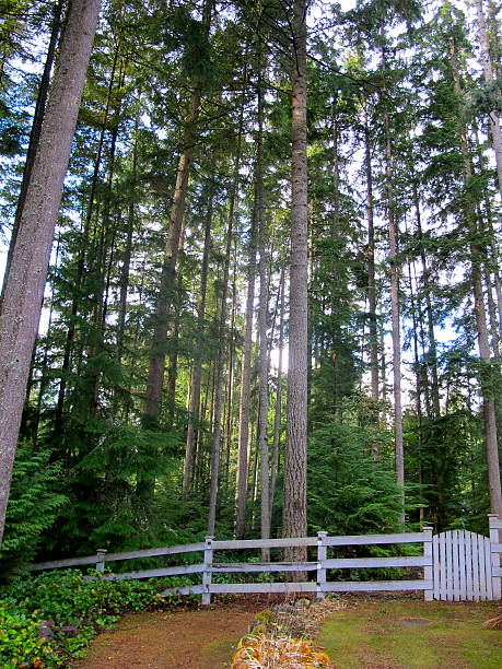 Forest Enclosed By A White Picket Fence stock photo