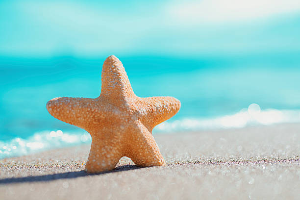 istock big orange starfish on the seashore 472005430