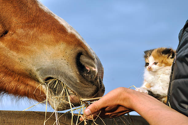 istock Farmer and kitten feed horse 472005573