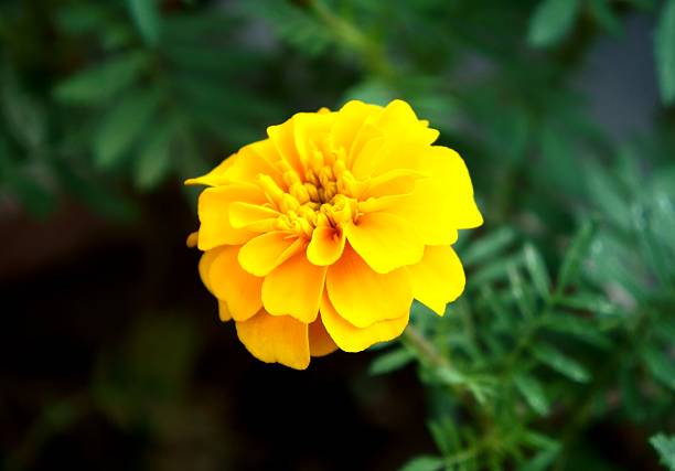 istock Yellow flower with petals on green background 472005731