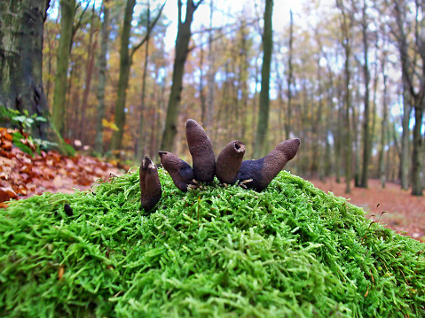Mushrooms xylaria polymorpha growing in the forest