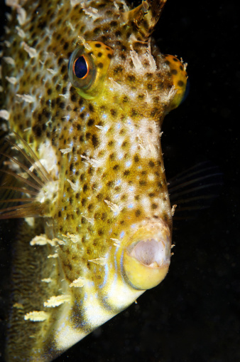Surprised Fish Portrait Stock Photo - Download Image Now - Adventure ...