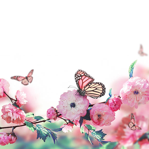 istock Pink flower of an Oriental cherry 472006797