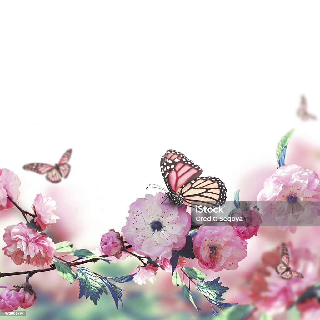 Pink flower of an Oriental cherry Pink flower of an Oriental cherry and butterfly; Beauty In Nature Stock Photo