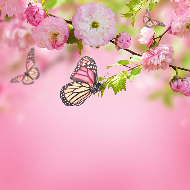 istock Pink flower of an Oriental cherry 472006897