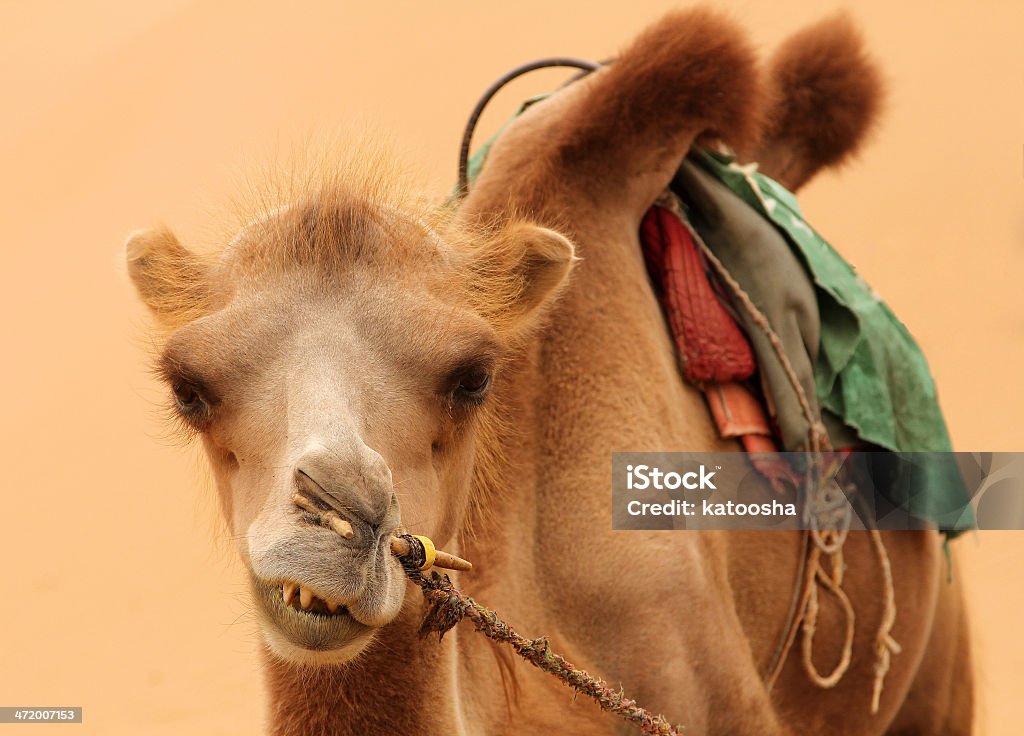 Bactrian camel Bactrian camel on a background of sand Animal Stock Photo
