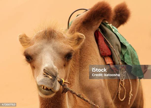 Bactrian Camel Stock Photo - Download Image Now - Animal, Animal Nose, Animal Teeth