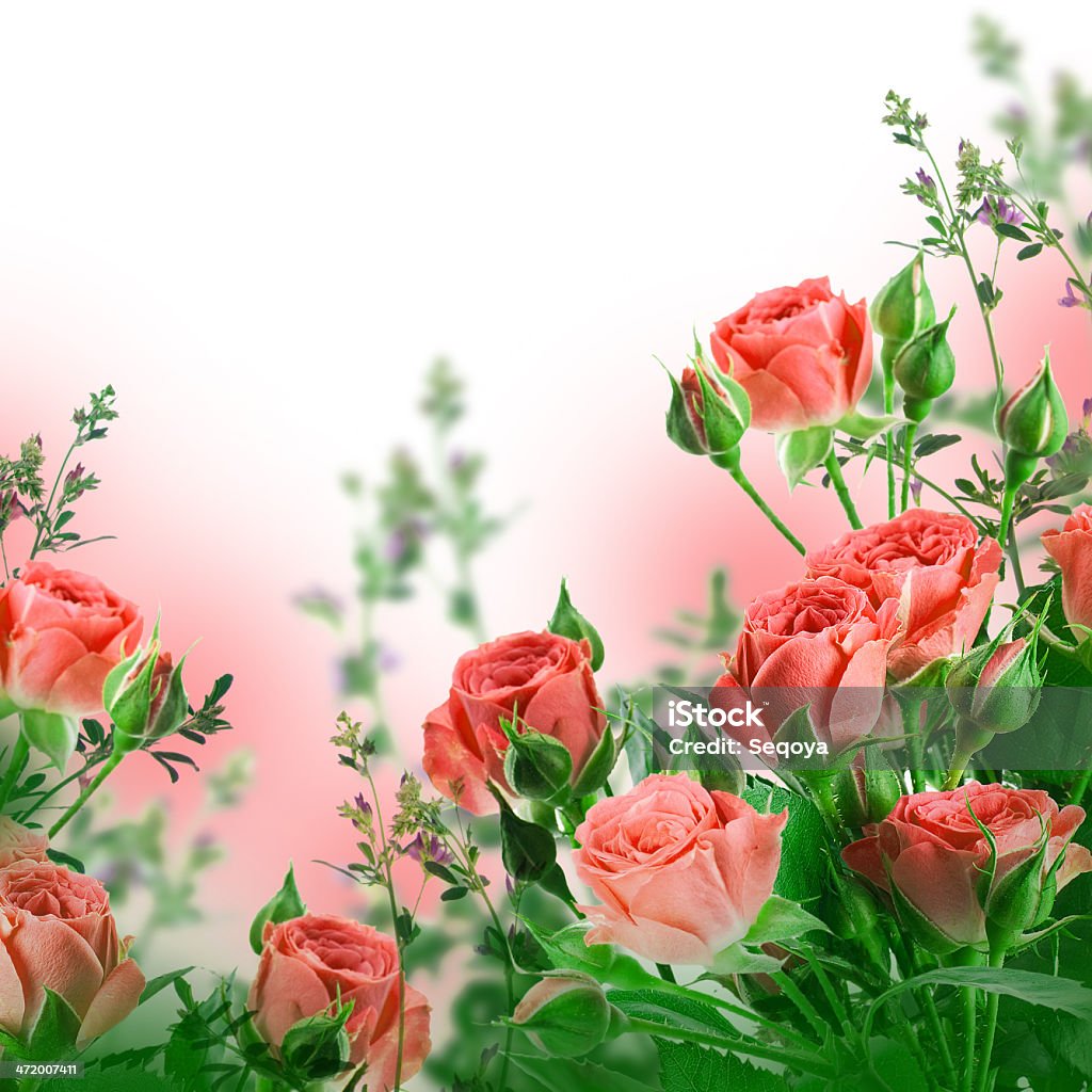 Bouquet of delicate roses Bouquet of delicate roses, floral background Beauty In Nature Stock Photo