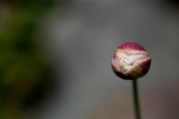istock Flower head just waiting for the right moment. 472007550
