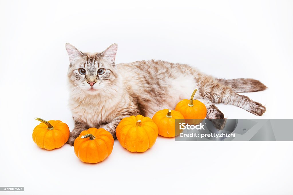 Siamese mix cat pumpkin Studio shot of a cute male Siamese mix cat sitting behind a small decorative pumpkin. He has gorgeous blue crossed-eyes. His chest hair is heart shaped. Animal Stock Photo