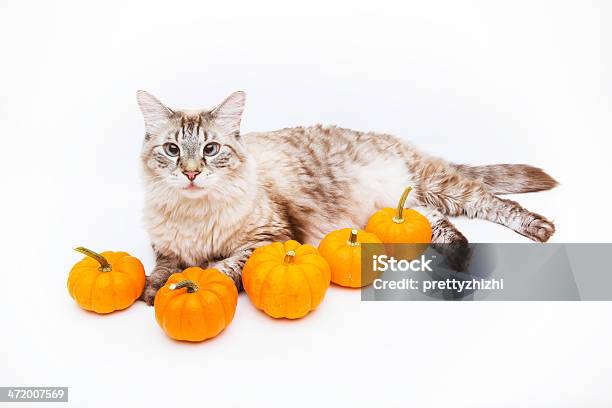 Siamese Mix Cat Pumpkin Stock Photo - Download Image Now - Animal, Animal Body Part, Blue Eyes