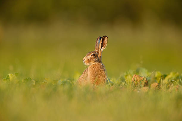 istock Lepus europaeus - European brown hare 472007644