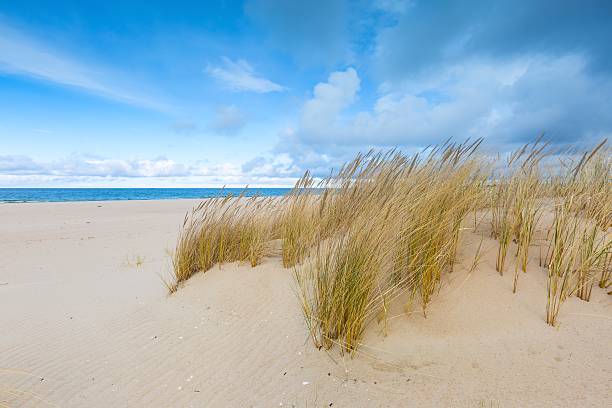 istock Sea shore with grass. Beautiful landscape 472007926