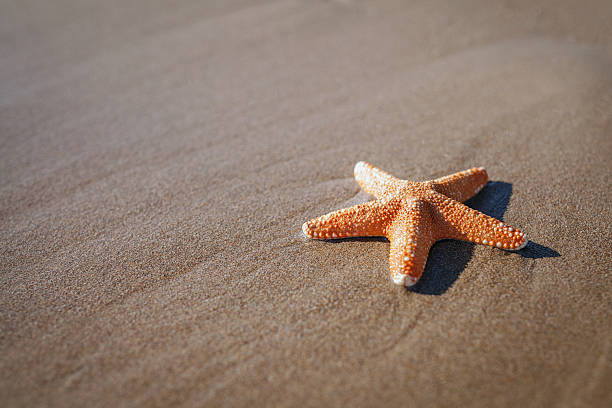 istock big orange starfish on wet sands 472008146