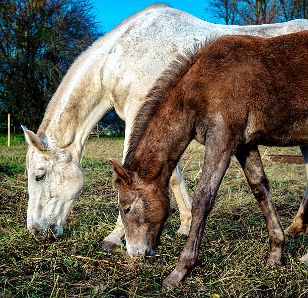istock Horses feeding outdoors 472008605