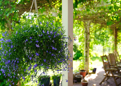 Lobelia in a hanging pot. In the background there's a vine covered terrace with wooden chairs and flower pots.