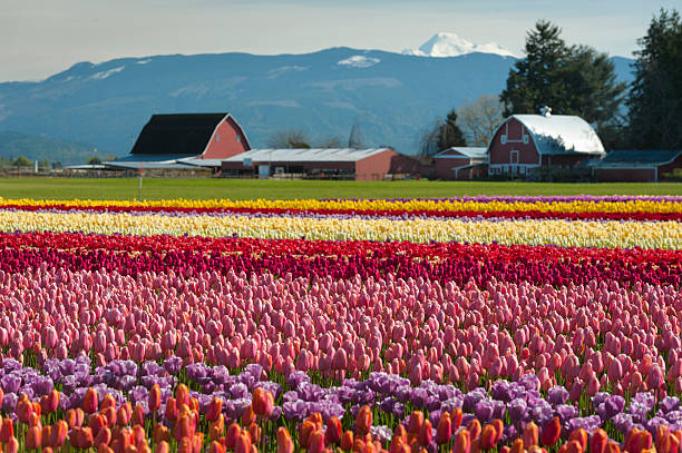 Springtime Tulip Fields stock photo