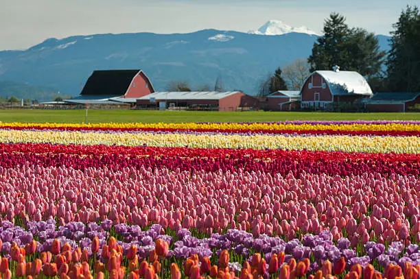 Photo of Springtime Tulip Fields