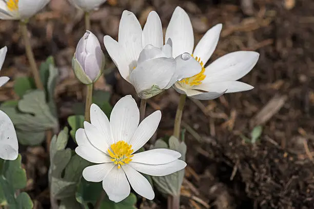 Bloodroot blooming on an early spring day. Bloodroot is named for its blood-red sap but it is actually a fragile-looking white wildflowers.