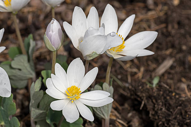 bloodroot  - spring forest scenics wetland - fotografias e filmes do acervo