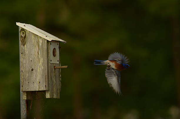 istock Eastern bluebird flying away from nest box 472009936