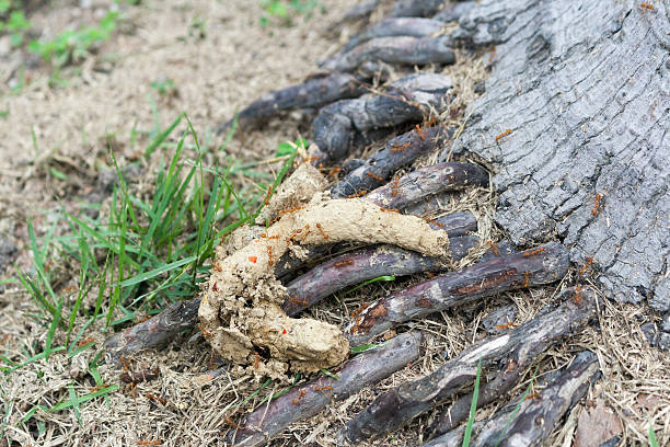 istock ants eating dog poop 472010036