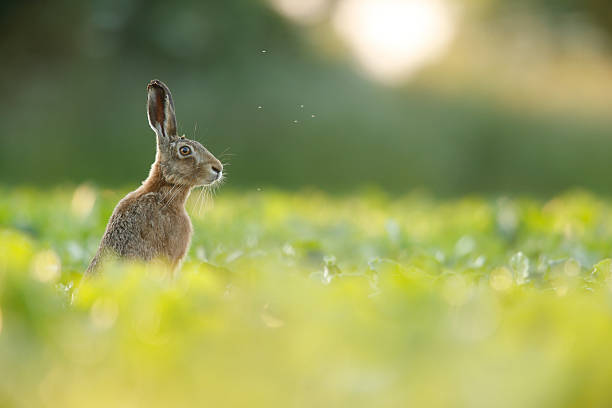 Lepus europaeus - European brown hare Lepus europaeus - European brown hare in crop field east anglia stock pictures, royalty-free photos & images