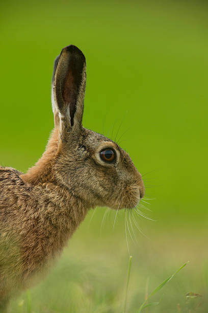 istock Lepus europaeus - European brown hare 472010056