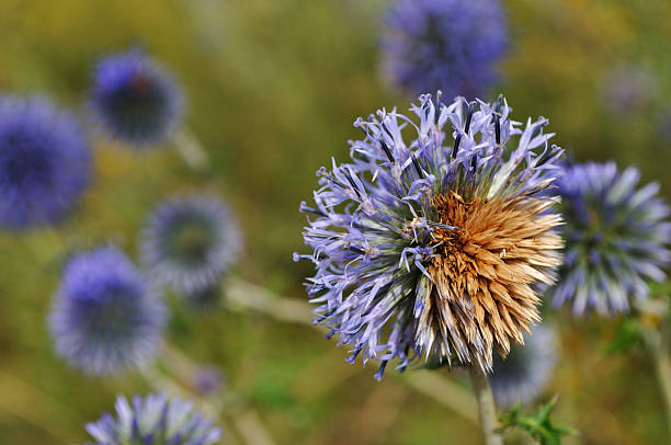 istock Knapweed flower in the field 472010144
