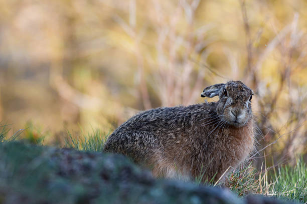 istock European hare in profile with yellow background 472010828