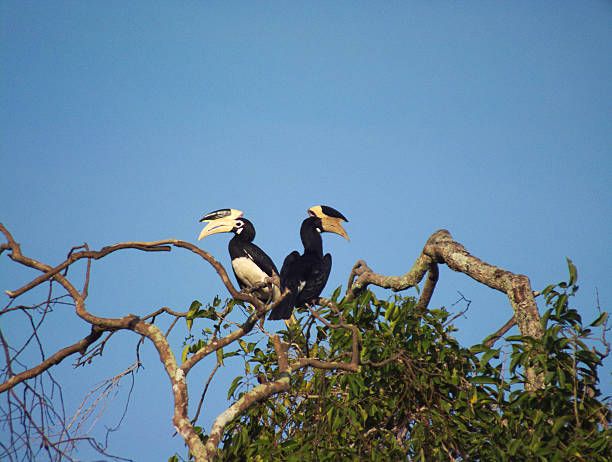 istock Mating Pair of Malabar Pied Hornbills Perched on Treetop 472010996