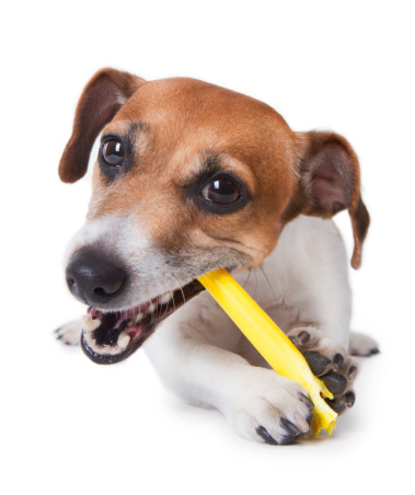 Cute little puppy with pleasure gnawing a yellow plastic stick. White background. studio shot