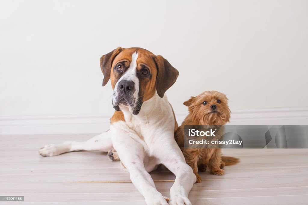 Big and Small Extra Large Saint Bernard dog and small little yorki posing for a picture Dog Stock Photo