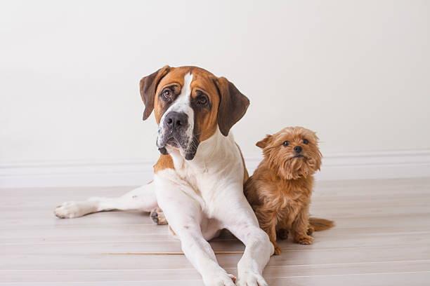 Big and Small Extra Large Saint Bernard dog and small little yorki posing for a picture lap dog stock pictures, royalty-free photos & images