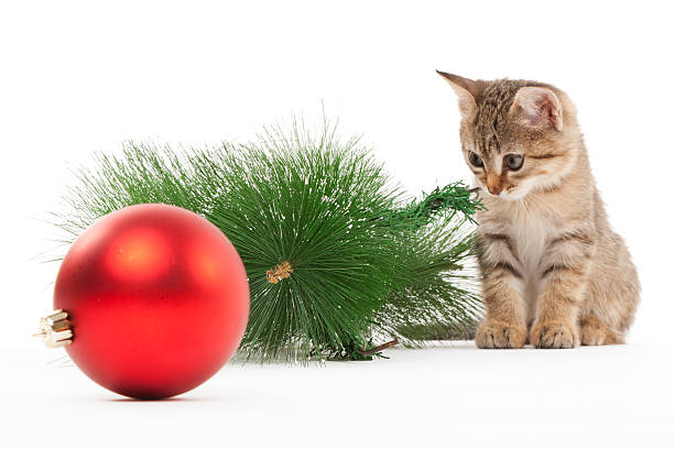 Cat with a new year ball stock photo