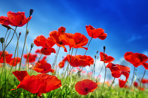 A field of poppies in the Italian countryside at sunset.